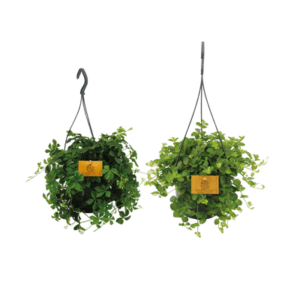 Home 59 Hangplant duo - 2 stuks - Ø15cm - ↕25cm - Test