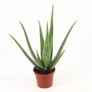 Home 67 Aloe Vera P14 Zonder Kwekersetiket - Ø14cm - ↕45cm - Test