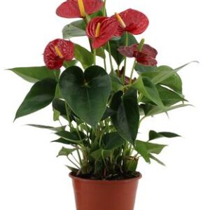 Home 48 Anthurium