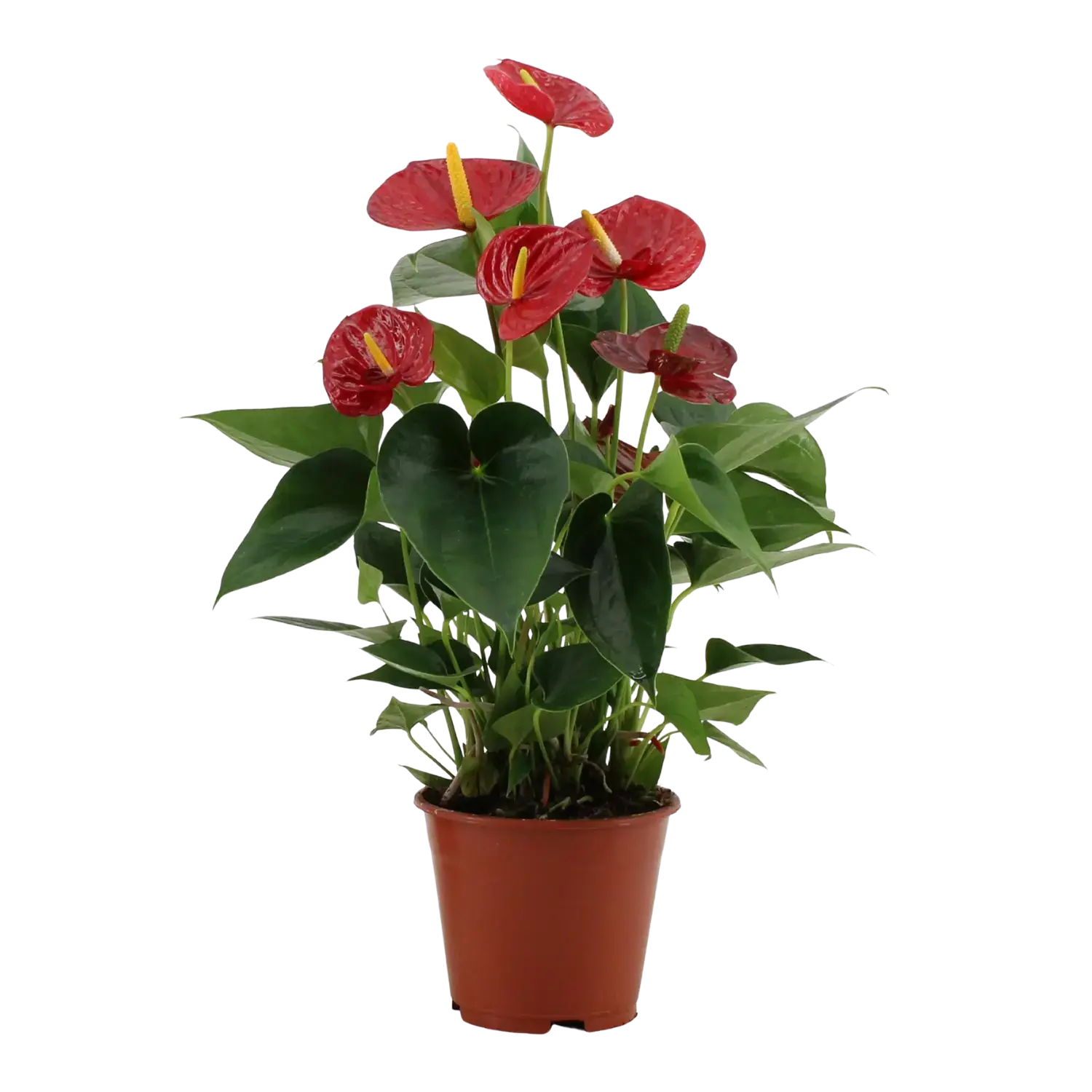 Anthurium