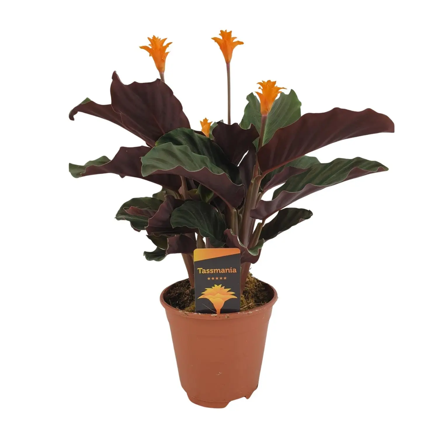 Calathea Crocata