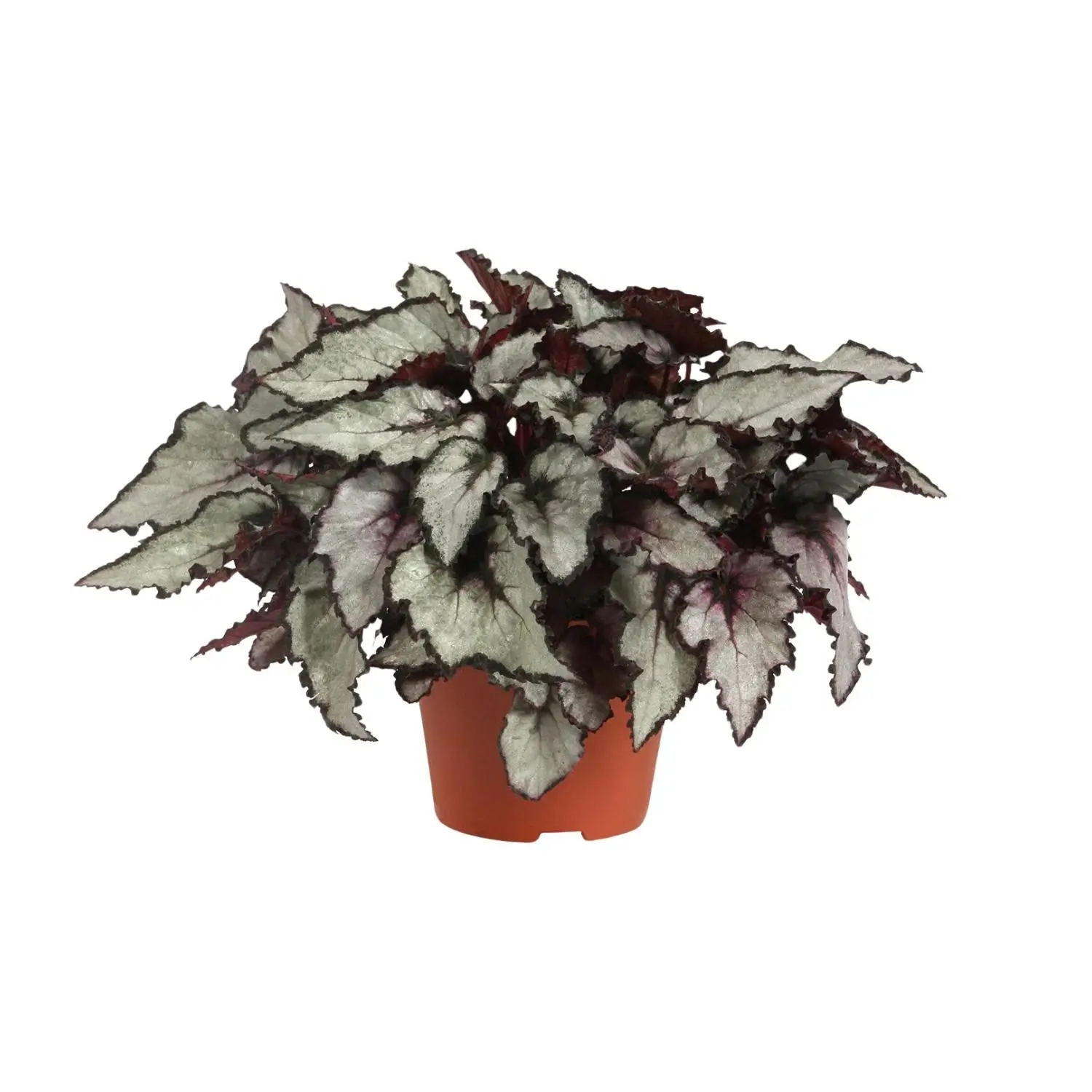 begonia rex