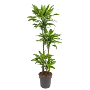 Home 7 Dracaena
