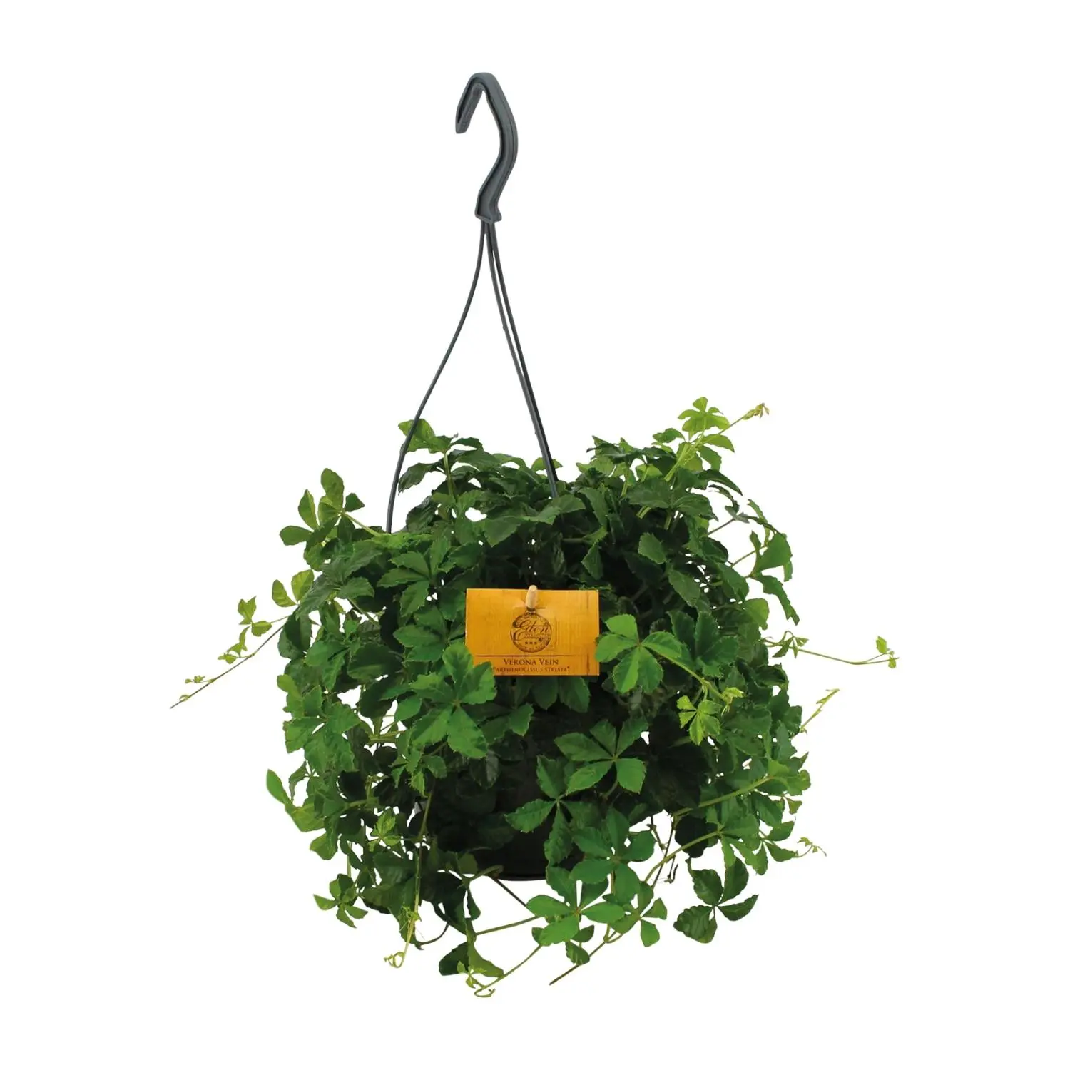 hangplanten buiten