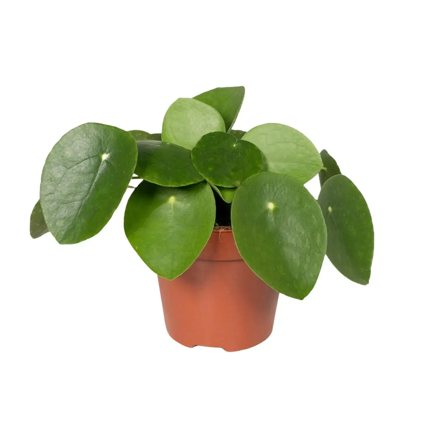 Pannenkoekenplant pilea