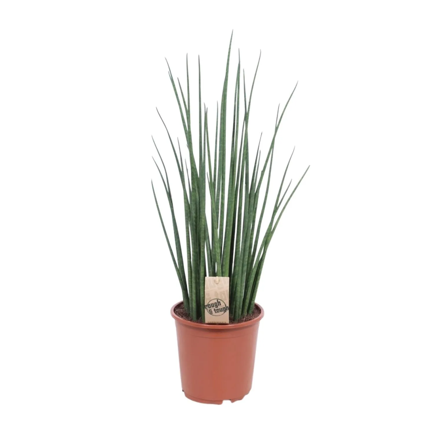 sansevieria mikado