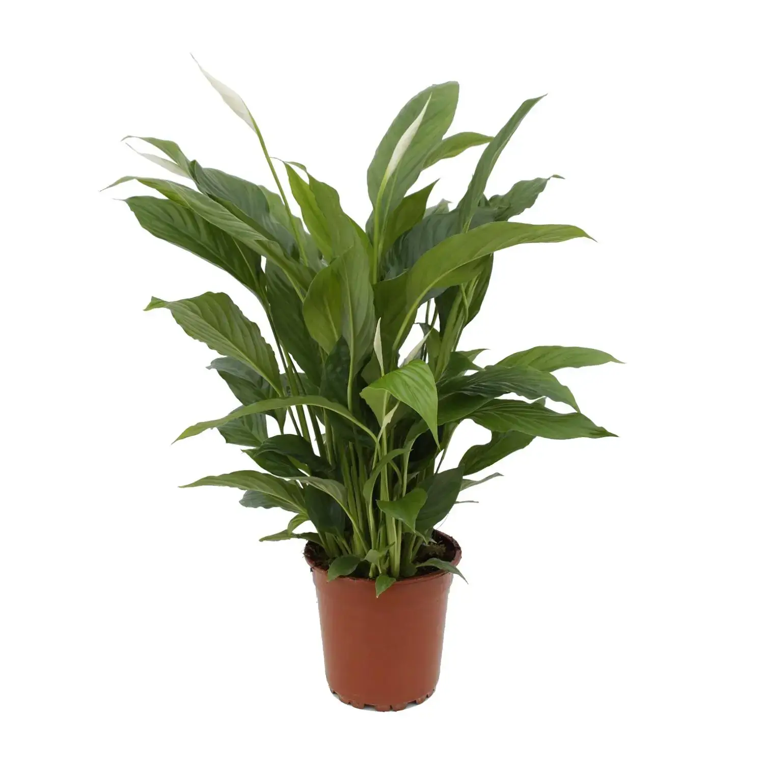 Spathiphyllum