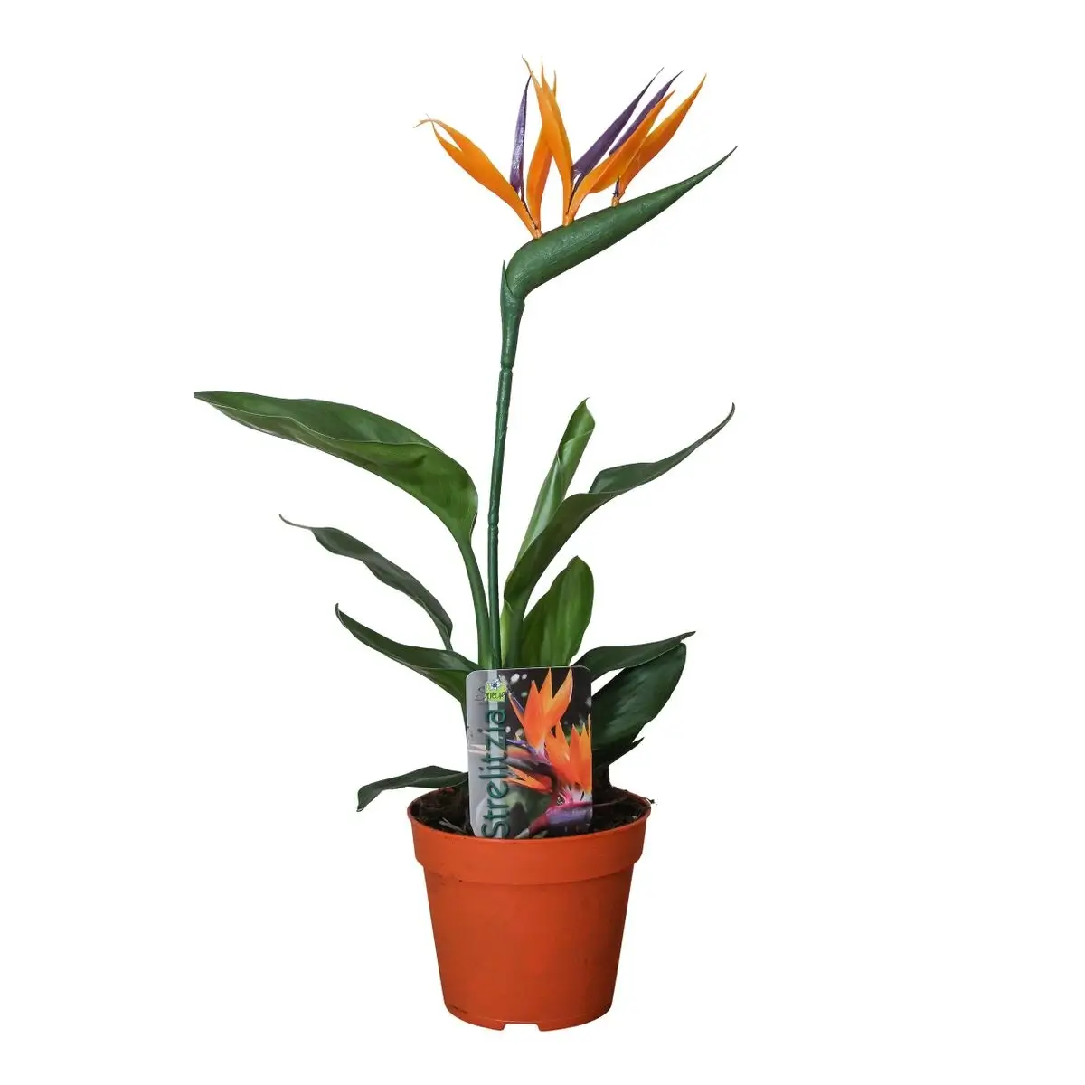 Strelitzia reginae