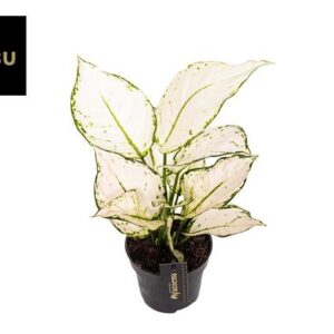 Aglaonema White Joy - Ø12cm - ↕35cm