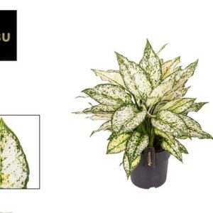 Aglaonema White Kiwi - Ø19cm - ↕40cm