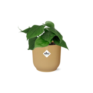 Philodendron Scandens in ELHO Vibes Fold 14cm geel