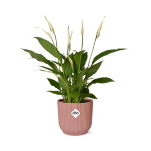 Spathiphyllum 12 Cm Torelli in ELHO Vibes Fold 14cm roze