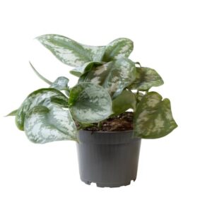 Philodendron Scandens Pictus Trebie - Ø12cm - ↕22cm