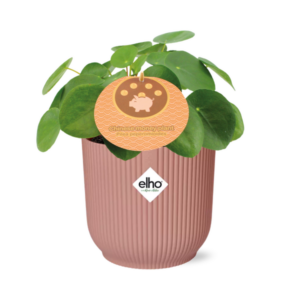 Mother's Day - Pilea Peperomioides 12cm in ELHO Vibes Fold 14cm roze